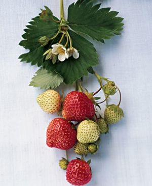 IMAGES Wednesday Weight blog series - A healthy life - strawberry.jpg